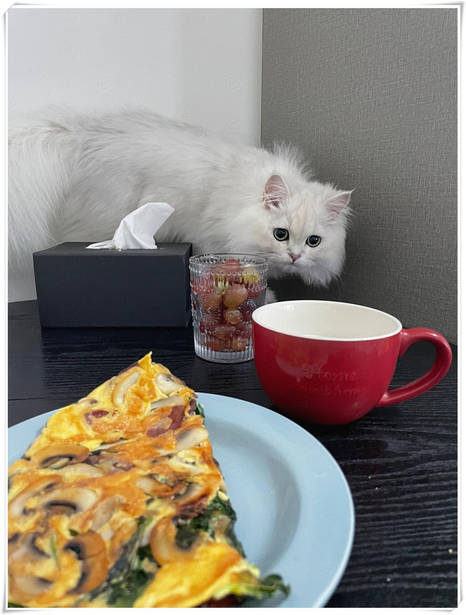 Kondom370775's tweet photo. [My tiny furball just hit 6 months old—eating like a champ, zooming around like a rocket, and already has his favorite sunbeam napping spot  So much growth, so many more adventures ahead!] https://t.co/4BFqnYyHjr