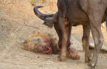 komodo365's tweet photo. @BrickbyBrick263 @edmnangagwa Mazimbavha aya acharutsa hawo, tik tok  ⏰️ https://t.co/h8wgEEAPZf
