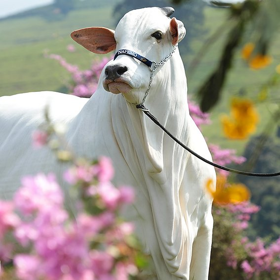 AcervoCharts's tweet photo. Carina, a vaca mais cara do mundo, pertence ao Brasil e está avaliada em R$ 24 milhões. https://t.co/TE2hFTvgBA
