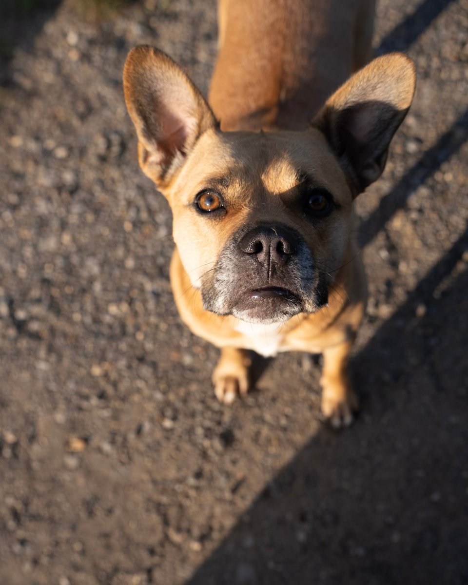 RoyalAshdown's tweet photo. Our furry friends are a huge part of club life, and there's no better time of year to be a dog at Ashdown. https://t.co/KKpmdAghZ7