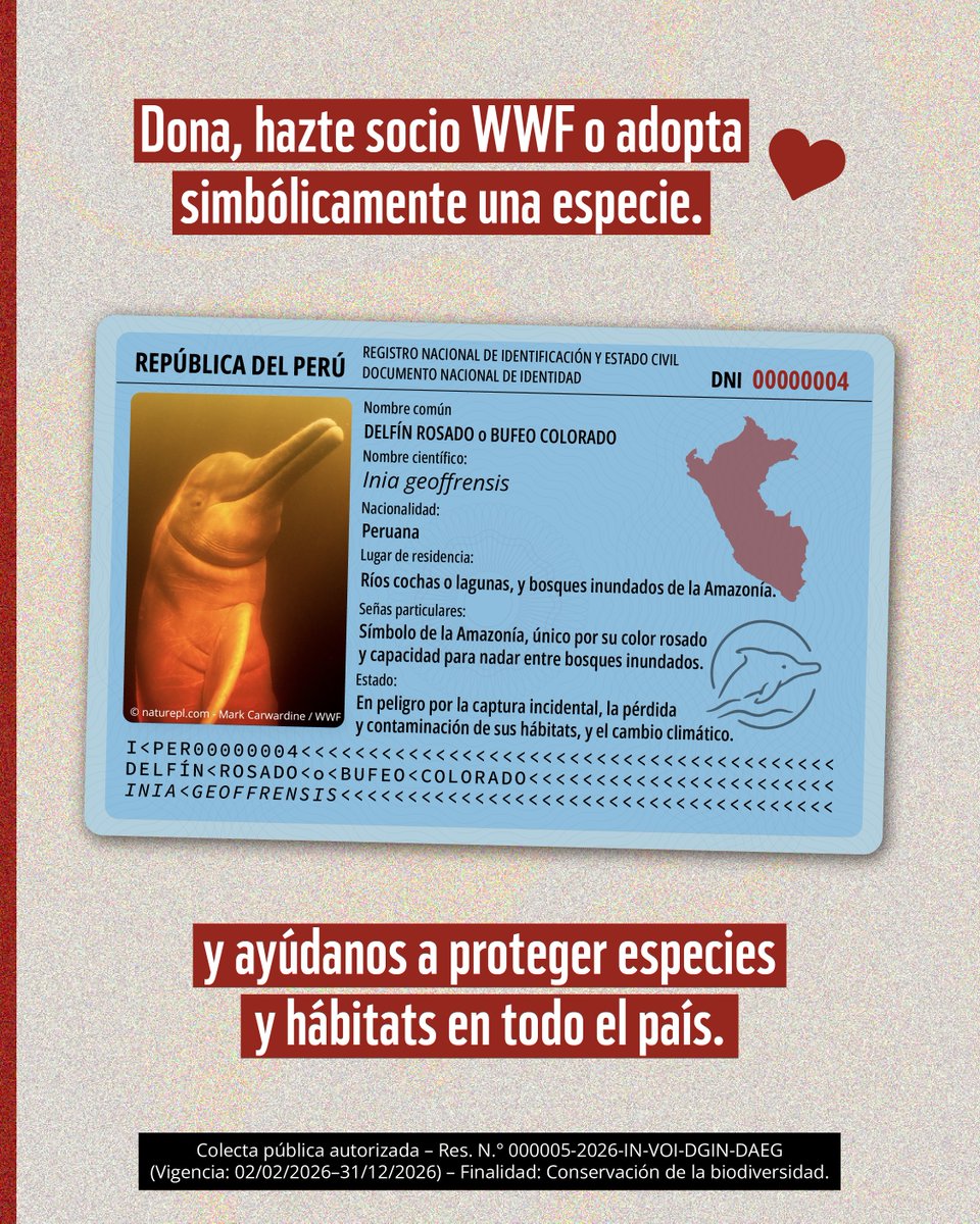 WWF_Peru's tweet photo. Nuestra biodiversidad también tiene historia, hogar e identidad peruana. ❤️🤍❤️  

Cada una de estas especies cumple un rol importante en los ecosistemas que hacen único a nuestro país. 🐋🐆🐢🐬 

✨ En el mes patrio, dona, hazte miembro WWF o adopta simbólicamente y ayúdanos a proteger especies en todo el Perú: https://t.co/3J5pT39zv4 

#FiestasPatrias #BiodiversidadPeruana #OrgulloPeruano #ProtejamosLoNuestro