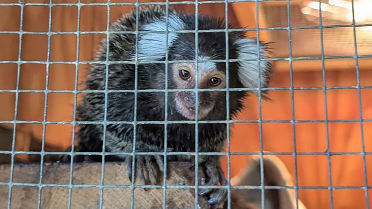 PetaIS0L's tweet photo. Everyone just missed this wtf,

A GIGA rare monkey was found in a BAG on a bus in England, the government have taken ownership of him and named him "Oyster" - https://t.co/FvYmykGflW

Legit a monkey that just got adopted by the British Gov!?!? https://t.co/sWB9Za2FJQ