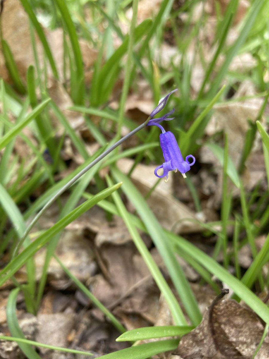 TheKentAcorn's tweet photo. An English Bluebell a day until I run out of photos #59 https://t.co/JABlafnWhQ