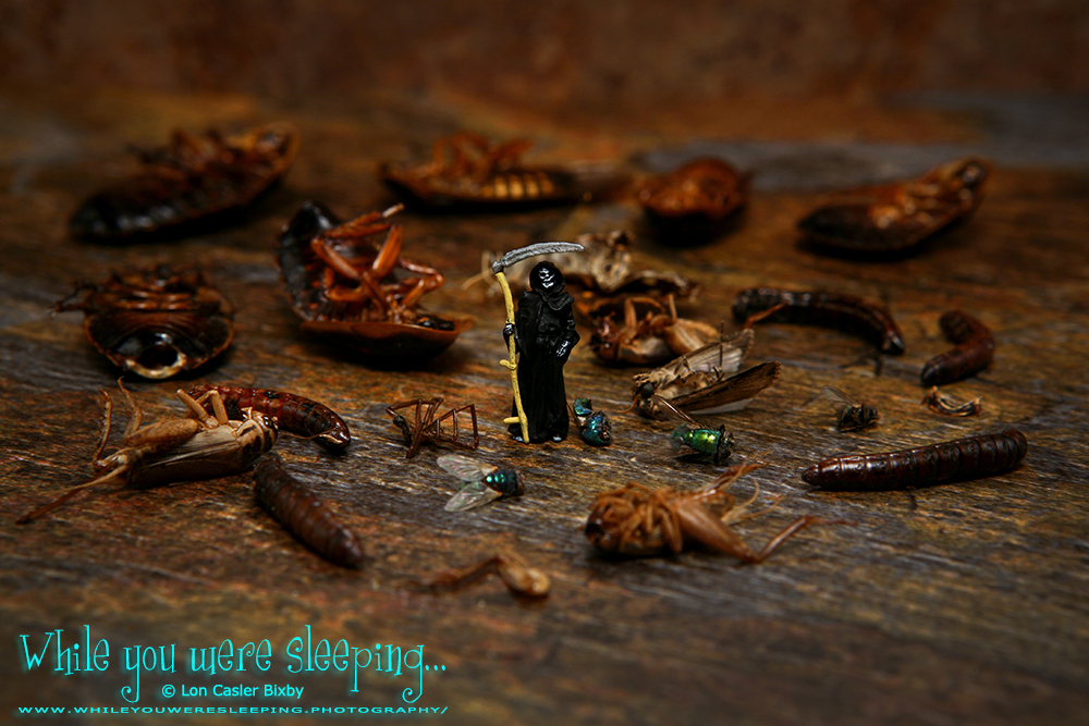 OfficialNeoichi's tweet photo. What Nightmares May Come
#macrophotography #tinypeoplephotography #tabletopphotography #insects #deadinsects #bugs #deadbugs #grimreaper #nightmares
https://t.co/sPJgpdEKvM https://t.co/Xv1GeGn0zx