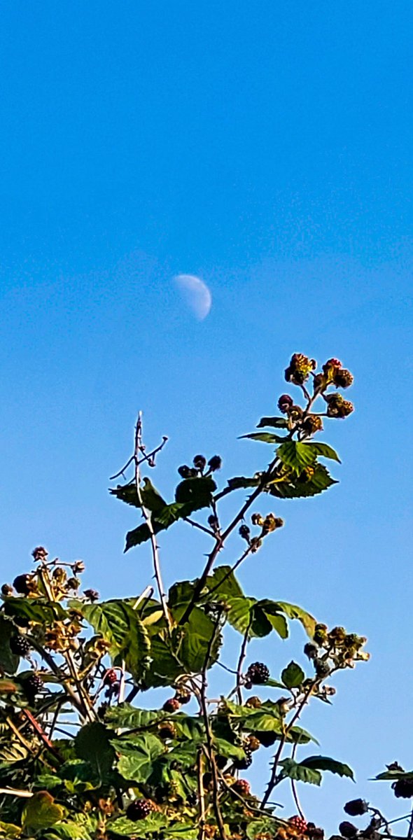 VH_SpaceArt's tweet photo. Ahhh I saw her for the first time in WEEKS!!!🥹
Definitely feeling Moon Joy rn. My girl!!💜💫
(Awful phone photo, idc. I got excited.) https://t.co/XCoQTAmmTD
