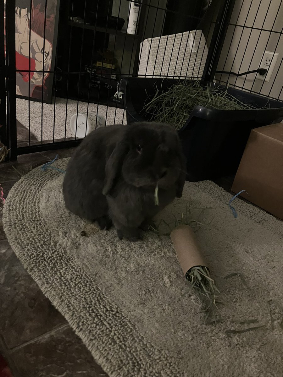 JohnGuiltyGear's tweet photo. No hay is safe when bunny bart is on the prowl https://t.co/1HVGsiV4Ky
