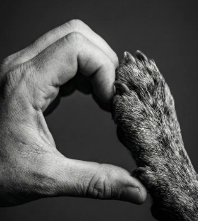 luigi_qb's tweet photo. #DíaDelPerro https://t.co/VjYcT7a1OE