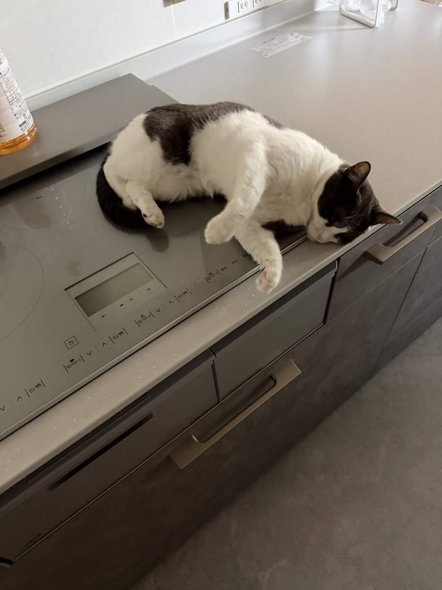 oyuki2491's tweet photo. 最近朝起きるとIHの上にいる猫
冷たくて気持ちいいと気づいたらしい…
かわいいけどさあーーー
あなたの肉球でも反応するんですよ。
やめてもらいたい(   ߹꒳​߹  ) https://t.co/N7TijsvRGP