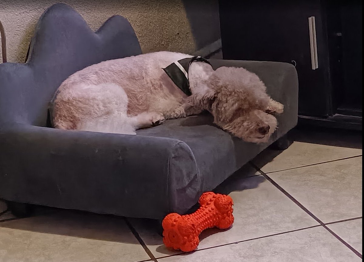 AlmontesFlor's tweet photo. @marthadebayle @Rebmangas Mi Chapo relajado y lo que le sigue!! 😍🩷 #diadelperro
@vetelbosque ID.391501 https://t.co/IRmz3MTFFe