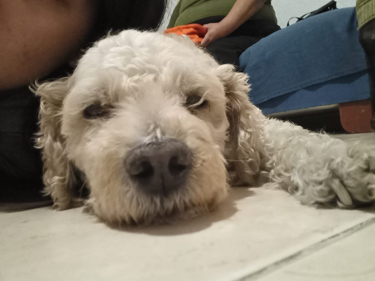 ValerioBety's tweet photo. @marthadebayle @Rebmangas @marthadebayle @Rebmangas @VeteridelBosque #diamundialdelperro él es Chispi el guapo de la casa, espero esté año se haya parado con la pata derecha y tenga suerte. https://t.co/nEJHSaAHVc