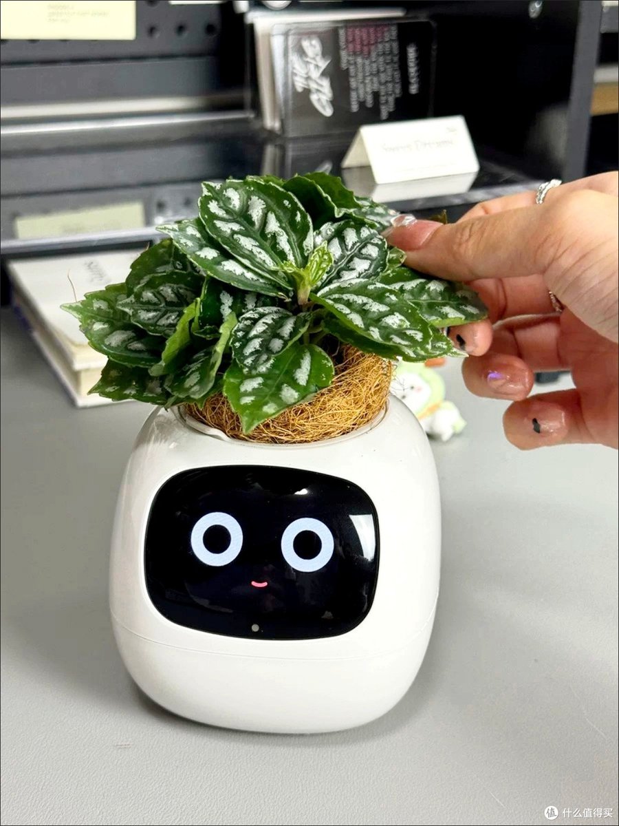 n_daniel1210's tweet photo. Just found out my office plant is secretly a coffee snob—it only grows when I skip the instant brew and use fresh grounds for its "fertilizer." Turns out even plants have better work habits than I do! https://t.co/NJalODbNB7