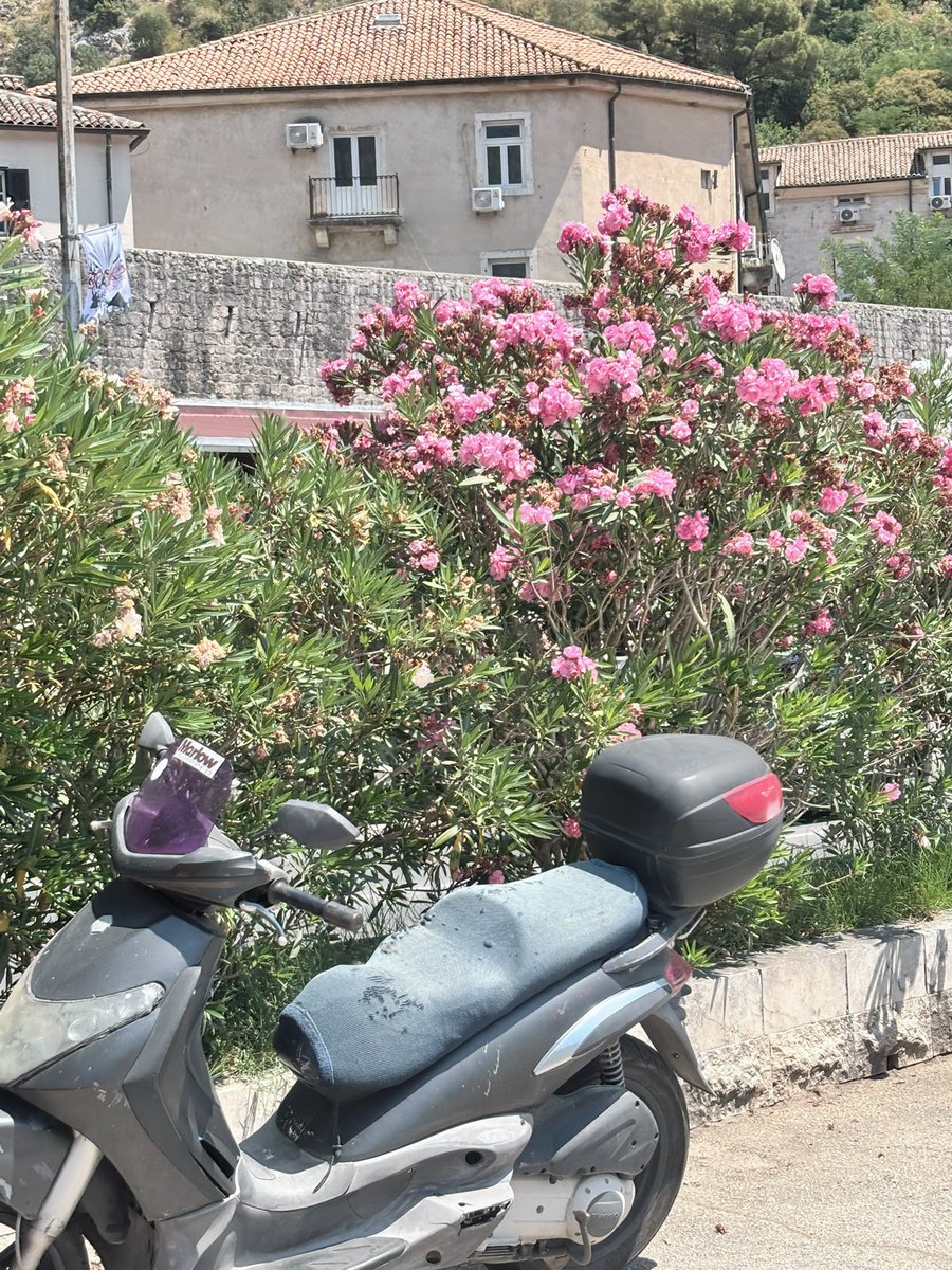 soulaanidoll's tweet photo. lovely little life 🌸 #myphoto https://t.co/KGHPtivMBk