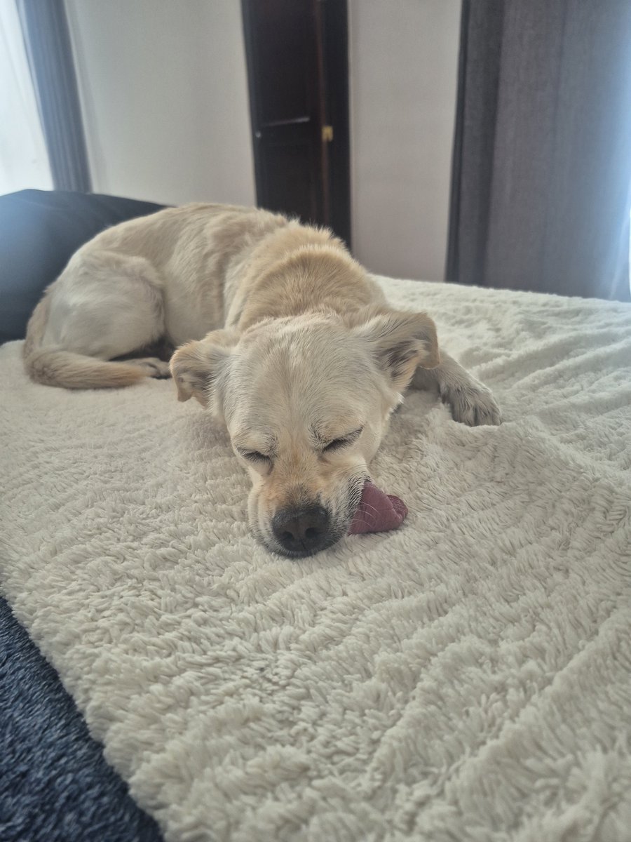 DolceRocio's tweet photo. @marthadebayle @Rebmangas El es Harry un perrito adoptado a los 2 meses ,tuvo moquillo de cachorro hoy tiene 6 años y nos ha dado a todos una gran felicidad. Nos ayudo en la pandemia con mucho amor. @marthadebayle @veterydelnosque. @Rebmangas https://t.co/cokOjkl3Kq