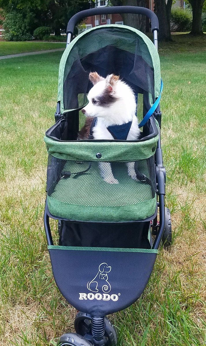 CharliePawsUp's tweet photo. 🥳My New Ride!🎉
"Mama! Stop da supa model pics!
I fink I hear da ICE CREAM TRUCK!"😋🤣
LOOKY 👀...
My sporty BooVette Convertible!!😍
It's Tree Top Green & I can see da squizzers in 🌲!🐿️
ZOOM! ZOOM!😂I wuv it!🎉
*Next Vetty visit & tests on Thurs!🙏❤️🐶
RETWEET💕
#dogsofX #ZSHQ https://t.co/vN2VEGcv80