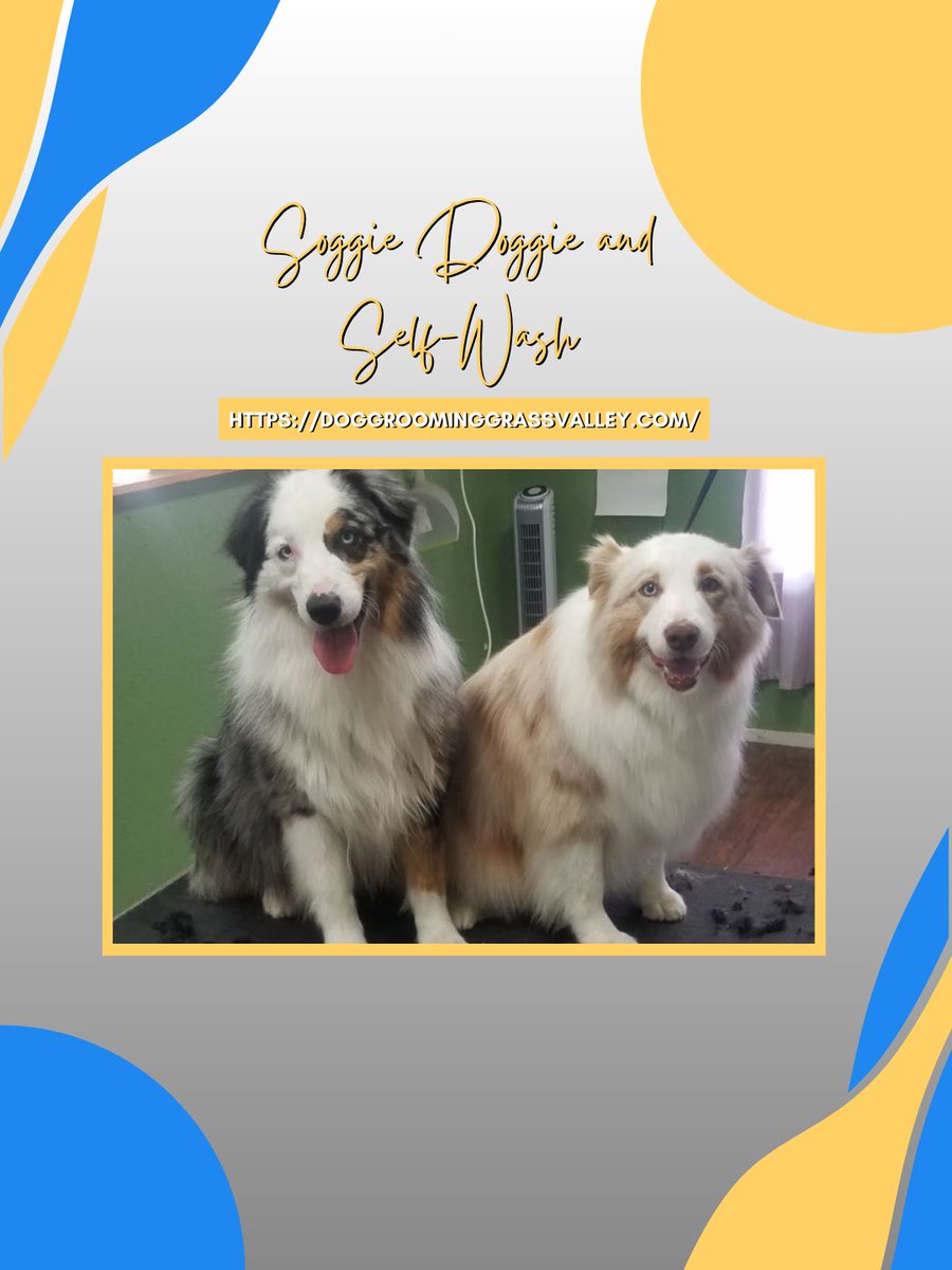 SoggieDoggie_'s tweet photo. Keeping your pet at home can make all the difference while you're away. Our in-home pet sitting provides care right where your pets are comfortable. Contact us at (916) 846-0553 today to schedule. 
#InHomePetSitting #CleanAndFresh
https://t.co/p96ieru79U https://t.co/3VIpfkmq27