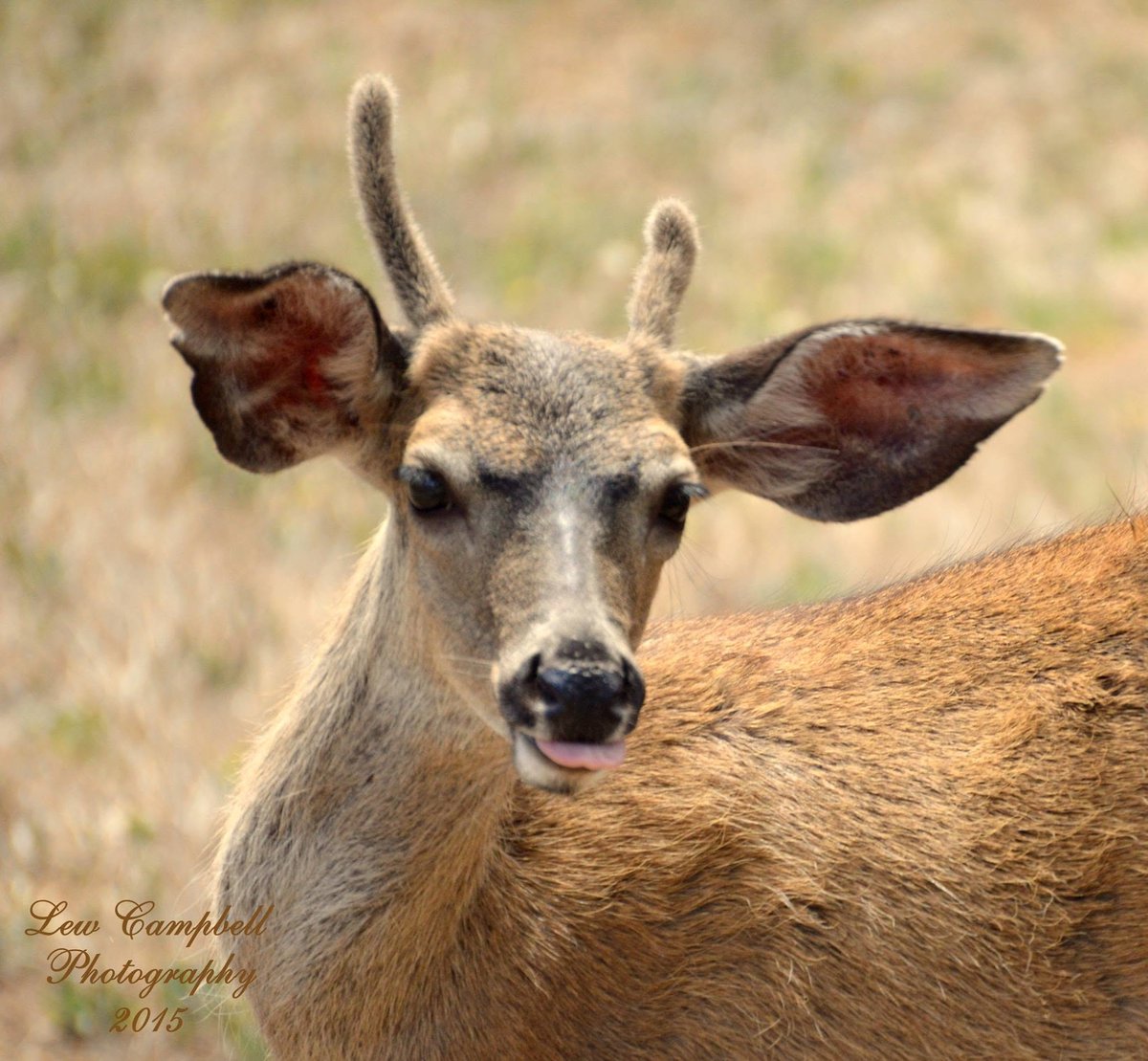 L. Guy Campbell - Nature & Wildlife Photographer tweet media