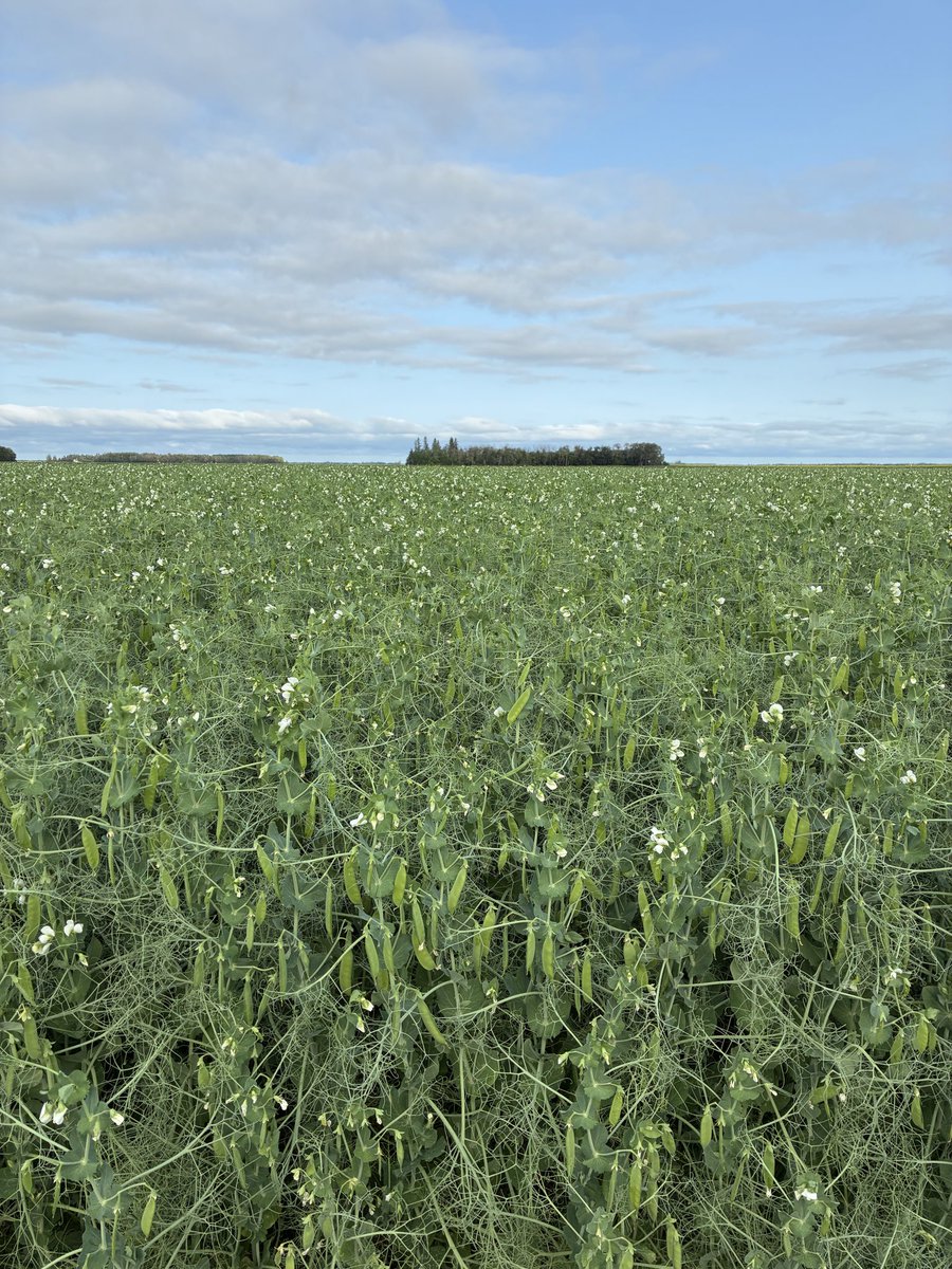 DTimchishen's tweet photo. CDC Canuck peas lookin great! A cooler week will do them well. #SeCan https://t.co/0FnrXKrDsX