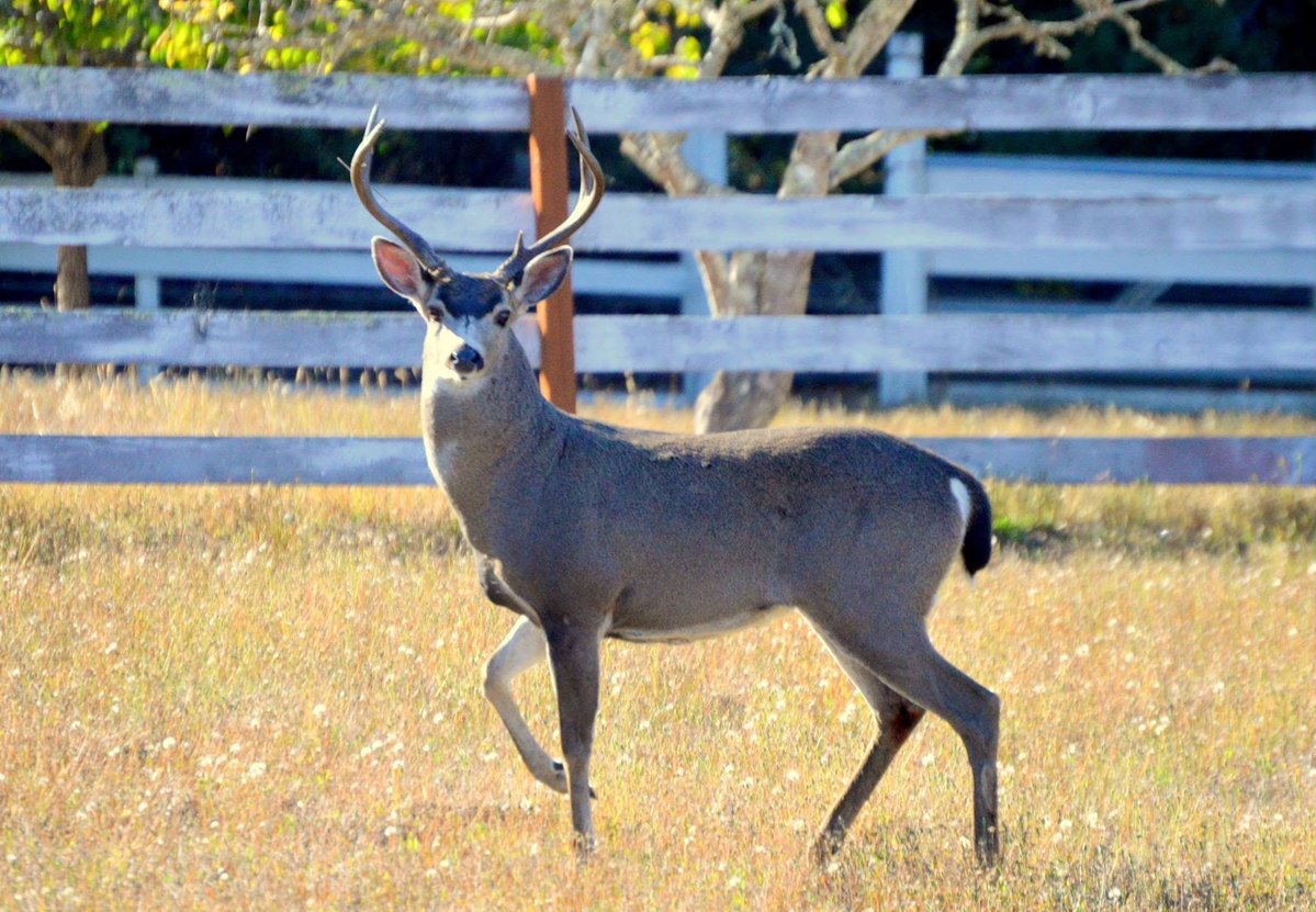L. Guy Campbell - Nature & Wildlife Photographer tweet media