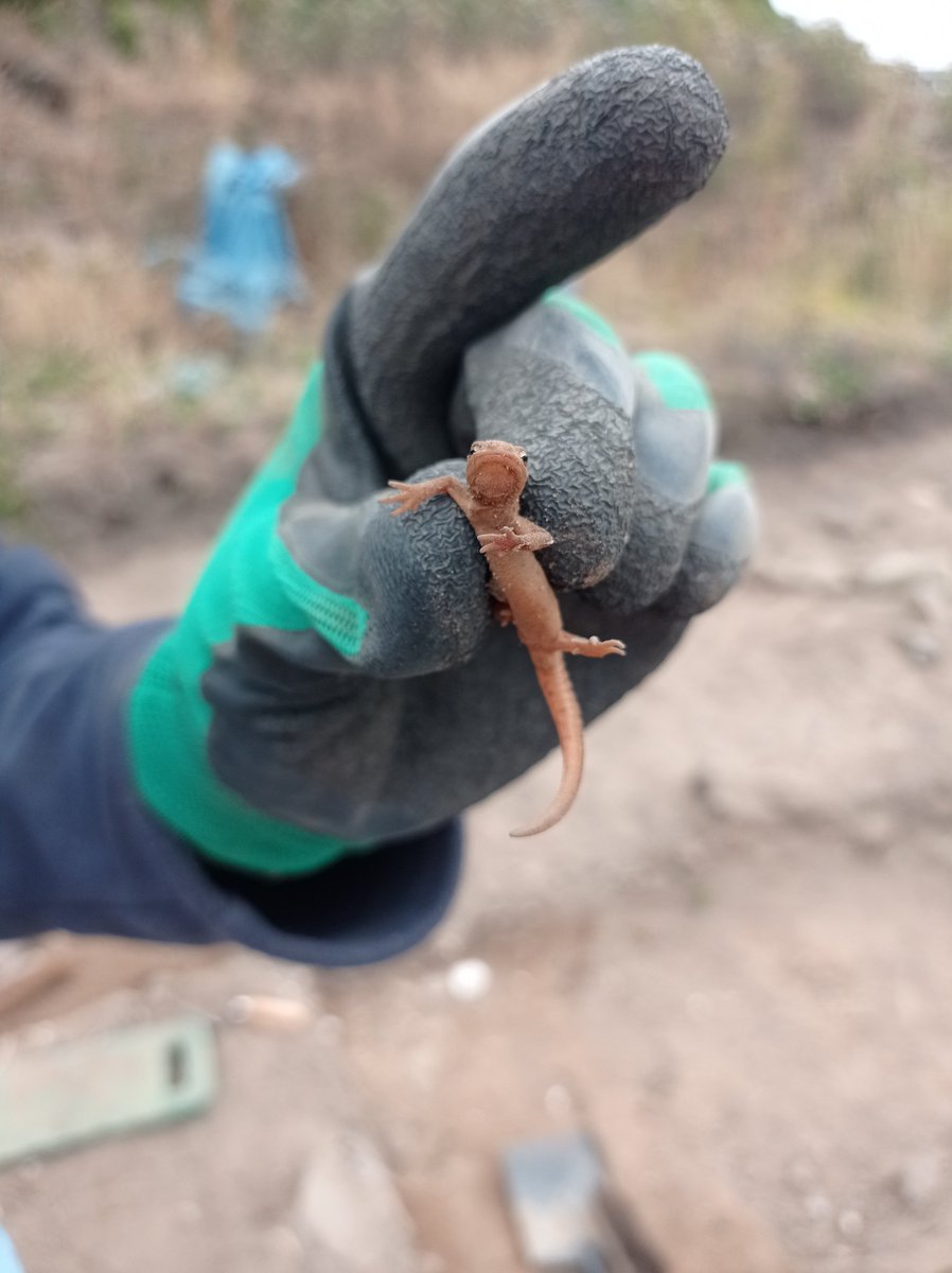 brparchaeology tweet picture