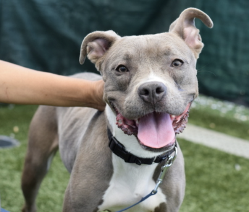 BeeDoDoobieDo's tweet photo. This girl is a 🦋🍃DREAM
1yr old, full of puppy curiosity and love!
🤨Found stray, either not chipped or not being looked for!
#AdoptaPuppy #FurLove
https://t.co/h7kceTTkak
Ask to meet her in Queens, she is hidden away from view in a pop-up crate, stuffed in a spare room 😉🥲