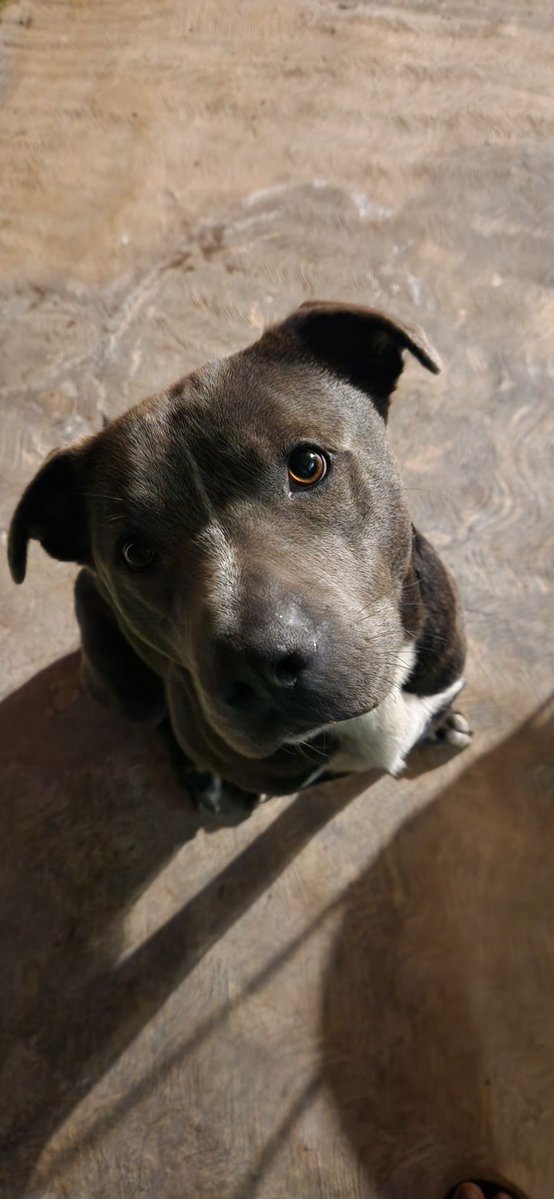 Alina_Gag's tweet photo. Este perrito necesita resguardo urgente

Su dueño lo va a aventar a la calle y mientras lo tiene amarrado sin poder moverse 💔

Si tú puedes ayudadlos contactar a Mar 5518672515. 

CDMX o Valle de Bravo https://t.co/nOPAjwuGm0