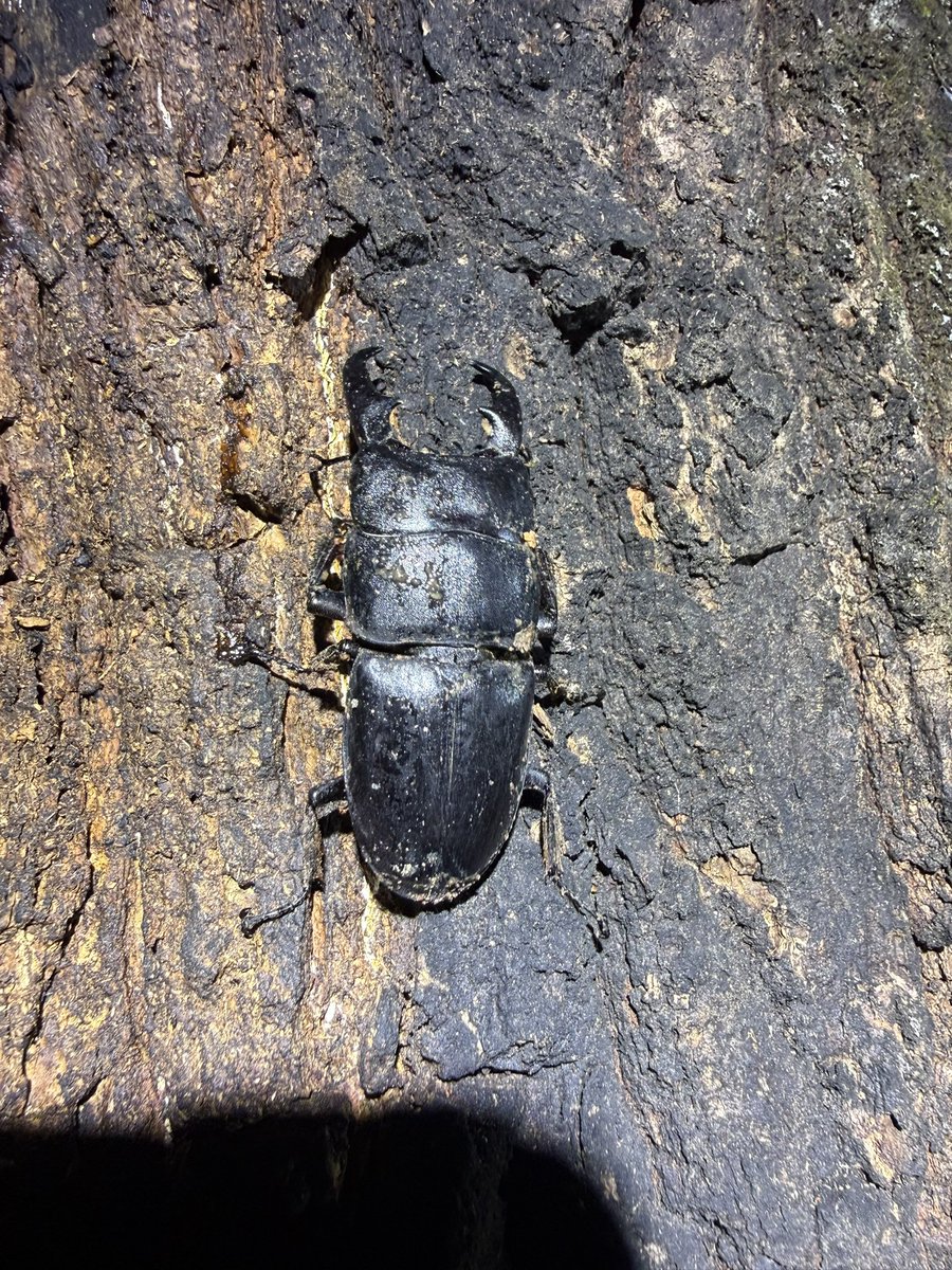 ICCHY8591's tweet photo. 幻のオオクワガタ追いかけ隊、残念な結果にはなったけど、新メンバーのちょびつき雨宮もクワわって、めっちゃ楽しかった！なあぼう、しゃけちゃん、ハンティングマンさん、いつもありがとう！
ぜったい8月リベンジする！！！必ず。
また見てくれよな！ https://t.co/8vLLkbZlwx
