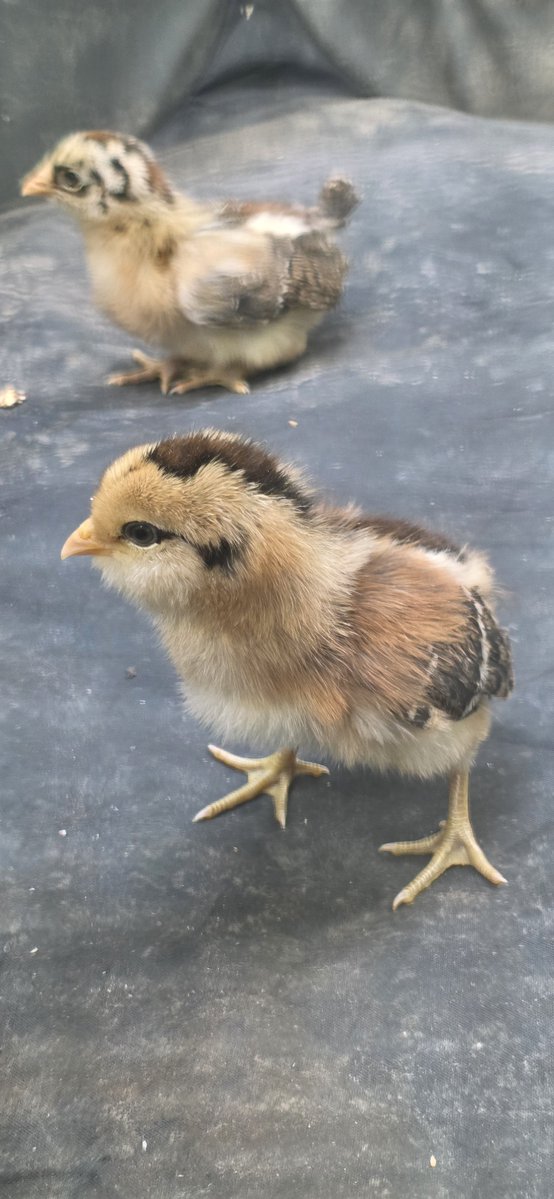 walipini's tweet photo. 4 new chick's today https://t.co/Lh4ClzrZpp