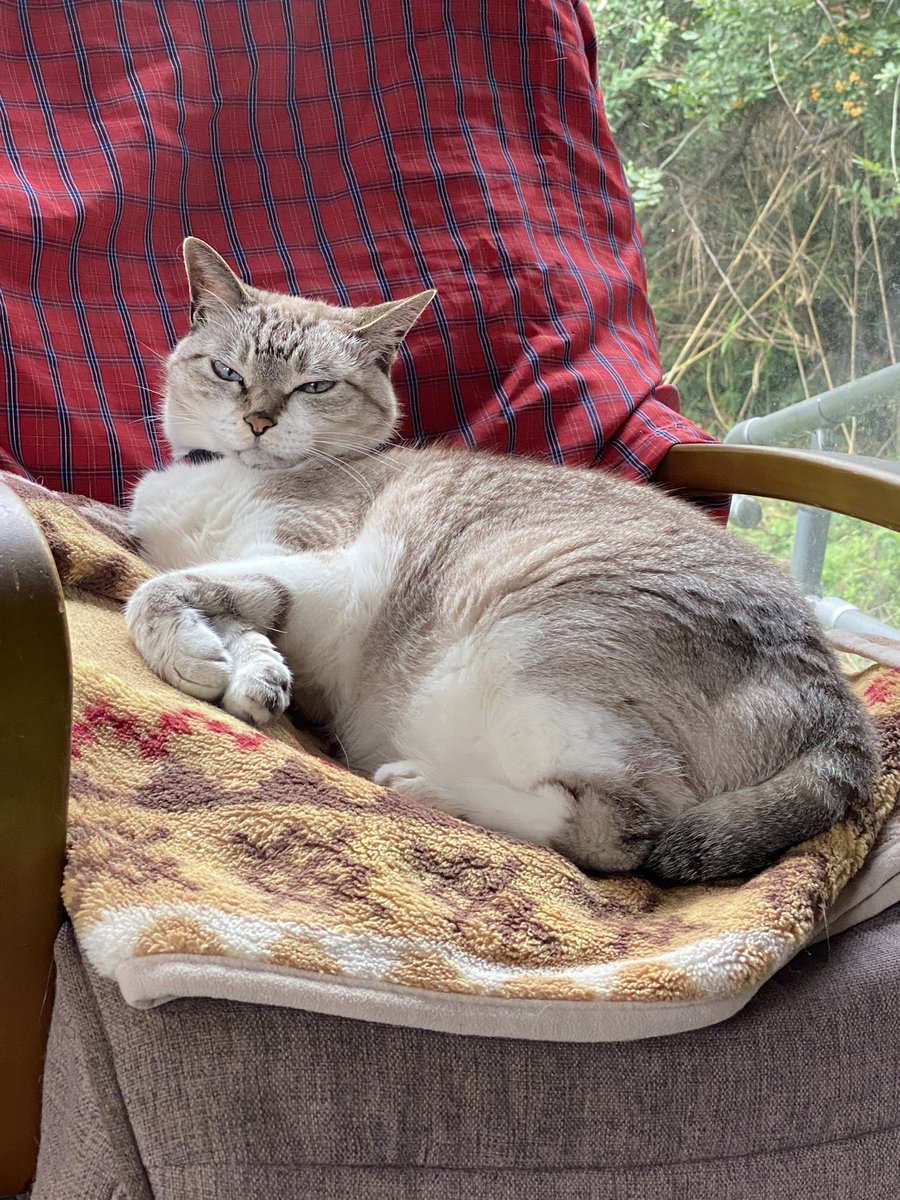ねこ