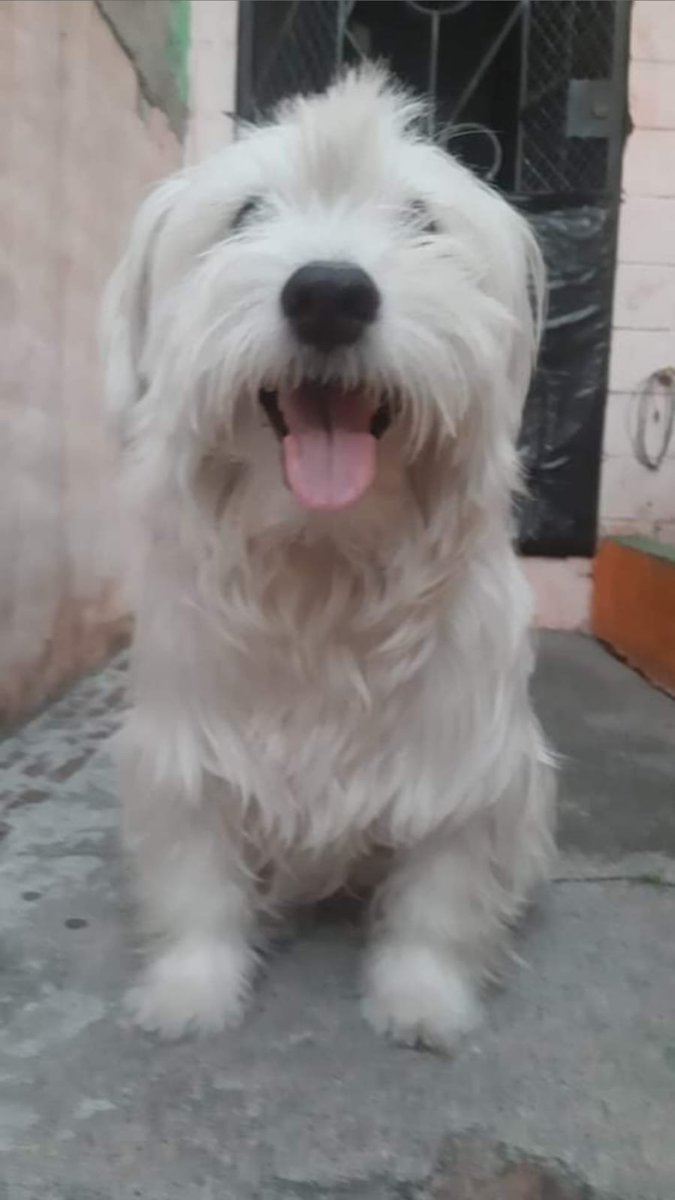 evershernan23's tweet photo. @noticias4vision Buenas les presento a Oso https://t.co/ZTzdHLpE0A