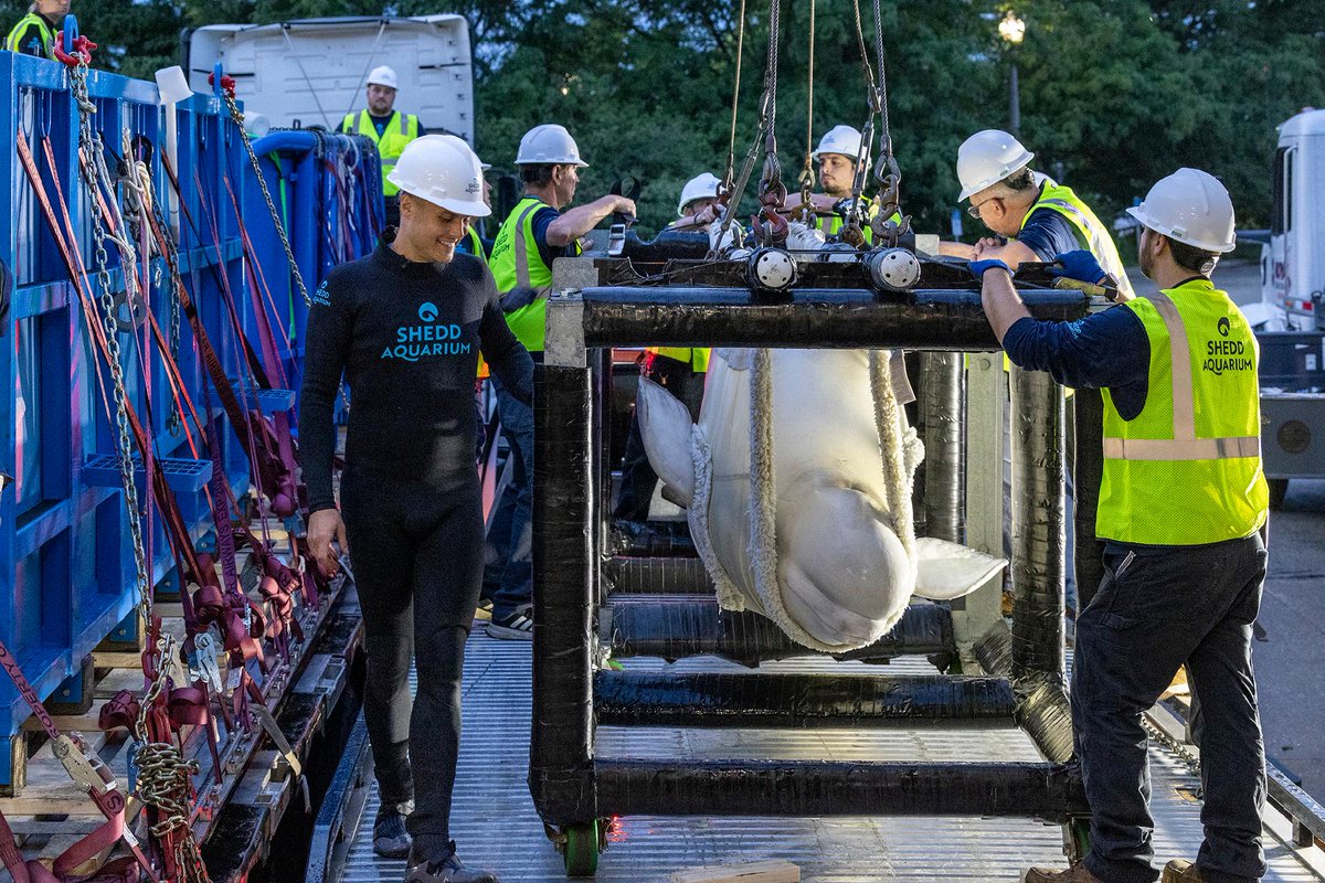 wttw's tweet photo. The first phase of a complicated, high-stakes rescue of 30 beluga whales from a defunct Canadian water park is complete with four female belugas now adjusting to their new home at Shedd Aquarium, officials announced Tuesday. https://t.co/0aRpokz5y4 https://t.co/SuhQB4O5s5