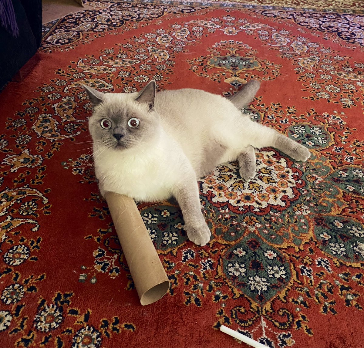 lopezdebana's tweet photo. Robocat. https://t.co/F65PGv6GCM