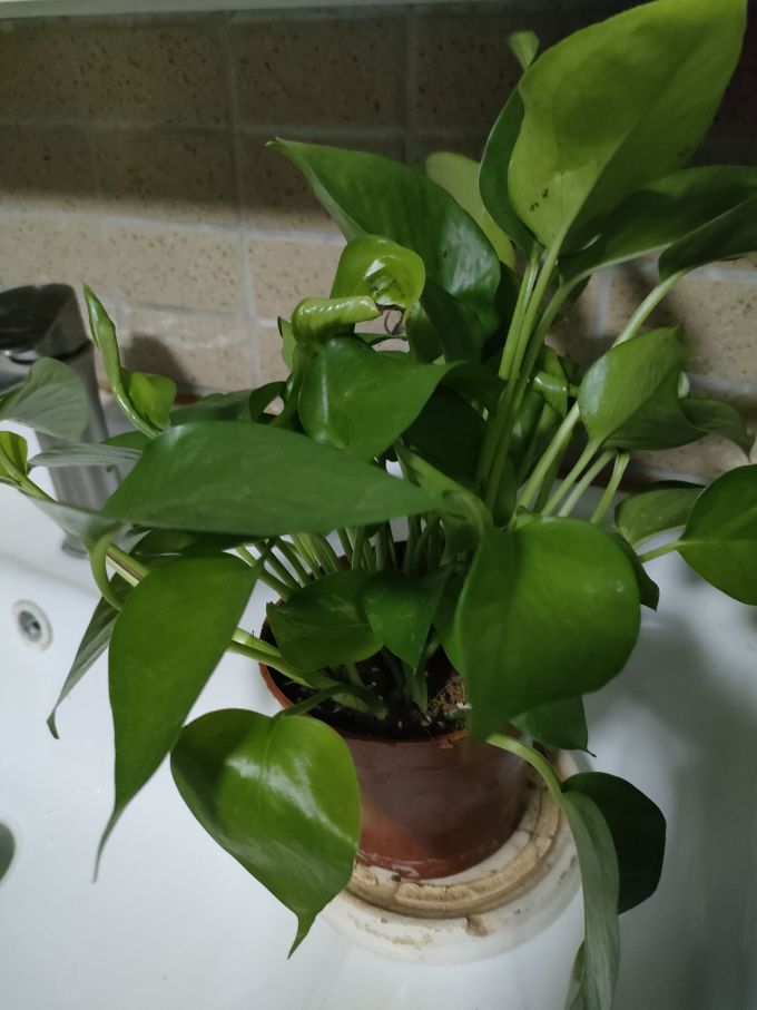 shycrusader's tweet photo. Keep your pothos thriving: Place in bright indirect light, water when top 2 inches of soil feel dry, and wipe leaves monthly to dust. ， https://t.co/I8mAuDlLXh