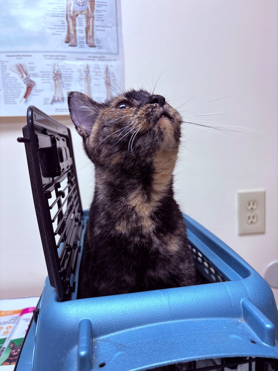 figsae's tweet photo. bravest girl in the world who got vaccinated AND bloodwork AND a urinalysis ANDDD her nails trimmed!!!!! https://t.co/g70aKT5UxQ