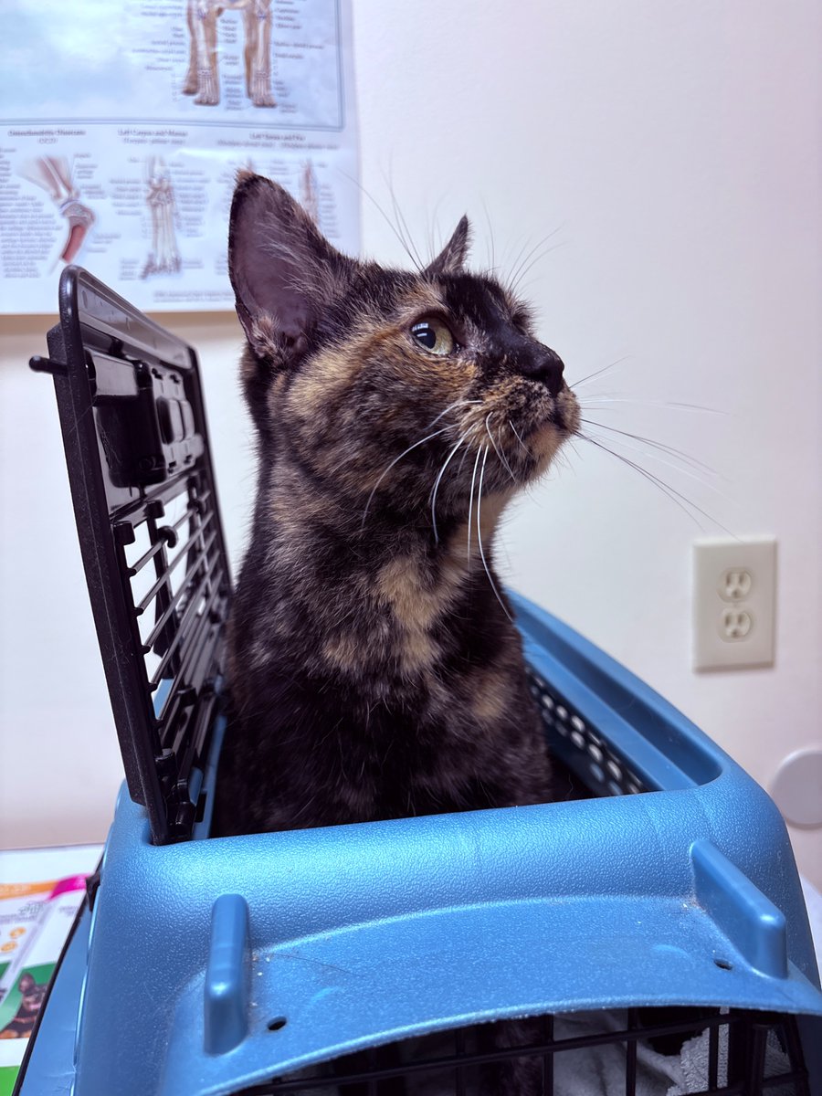 figsae's tweet photo. bravest girl in the world who got vaccinated AND bloodwork AND a urinalysis ANDDD her nails trimmed!!!!! https://t.co/g70aKT5UxQ