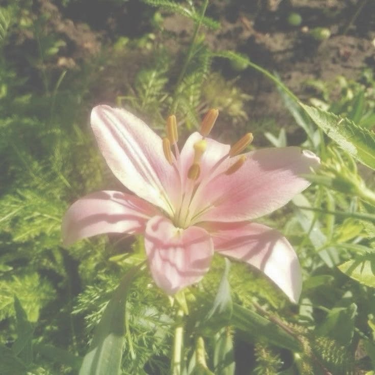 mimished's tweet photo. #moothunt day 1 ˙✮ ˚࿔

       ʚ name: mimi/wera ɞ
                 ʚ 8teen ɞ
           ʚ any/all idc !! ɞ
      ʚ @twilystarry 's 𝓮𝓿𝓲𝓵  alt ɞ
                 ʚ no dni ɞ

looking for #edrtwt moots! 🐇
 
#promotwt #edtwt #weedtwt #edrtwt #drugtwt #mlptwt #madokatwt #wlwtwt https://t.co/nOMtQ3ST0g