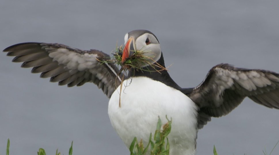 RusselWarren2's tweet photo. Couple more Puffin snaps from our trip to Lunga with @turus_mara back in June. @rspb @carlbovisnature #mull #lunga #scotland https://t.co/dBktNbqdwC
