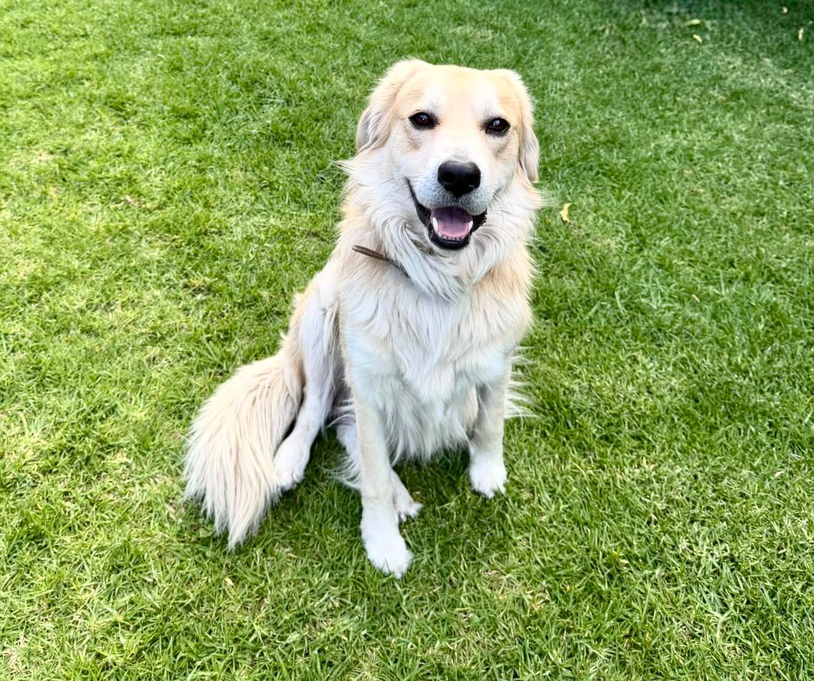 horacioduarteo's tweet photo. 🐾 ¡Felicidades a todos los lomitos, en el Día Internacional del Perro, en especial a Zeus, mi gran amigo peludo!

Les cuento. Un día mi hija se iba a la escuela, y ese pequeñín estaba ahí en la calle, todo flaquito y sucio. Mi hija rogó y pidió quedárnoslo, y así fue. Inmediatamente se hizo parte de la familia y hoy es un miembro muy querido en nuestro hogar. 
Zeus es un gran ser, adora su sillón, disfruta correr en el jardín con sus peluches. 

Este Día del Perro, recuerden que en el #EdoMéx, contamos con la Ley de Protección, Cuidado y Bienestar Animal, promovida y promulgada por nuestra Gobernadora @delfinagomeza, una gobernante comprometida con los seres sintientes. 

#EdoMéx #CapitalMundialBienestarAnimal 

📸 ¡Compartan en los comentarios las fotos con sus lomitos!