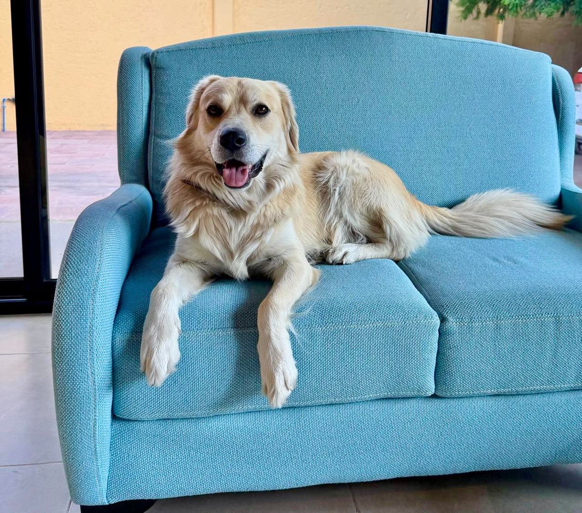 horacioduarteo's tweet photo. 🐾 ¡Felicidades a todos los lomitos, en el Día Internacional del Perro, en especial a Zeus, mi gran amigo peludo!

Les cuento. Un día mi hija se iba a la escuela, y ese pequeñín estaba ahí en la calle, todo flaquito y sucio. Mi hija rogó y pidió quedárnoslo, y así fue. Inmediatamente se hizo parte de la familia y hoy es un miembro muy querido en nuestro hogar. 
Zeus es un gran ser, adora su sillón, disfruta correr en el jardín con sus peluches. 

Este Día del Perro, recuerden que en el #EdoMéx, contamos con la Ley de Protección, Cuidado y Bienestar Animal, promovida y promulgada por nuestra Gobernadora @delfinagomeza, una gobernante comprometida con los seres sintientes. 

#EdoMéx #CapitalMundialBienestarAnimal 

📸 ¡Compartan en los comentarios las fotos con sus lomitos!
