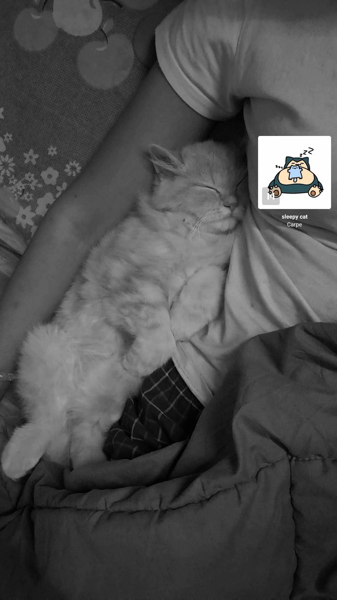 أيقونة tweet media
