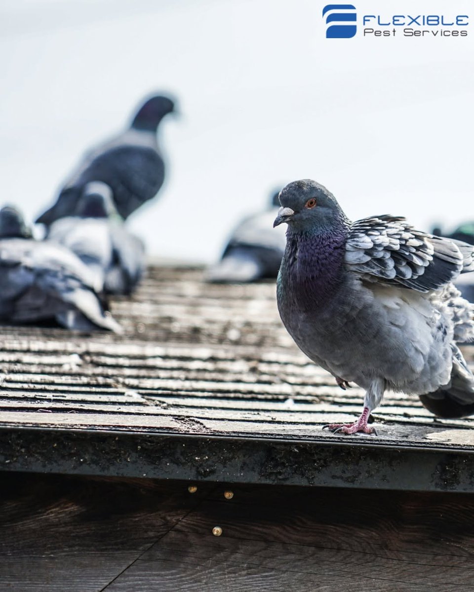 FlexibleService's tweet photo. Bird activity can lead to mess, property damage, and sanitation concerns around commercial spaces. Flexible Pest Services offers humane bird control, cleanup, exclusion, and long-term prevention to help protect your property.
https://t.co/lPvWybTb1q https://t.co/GOpDigSCbj