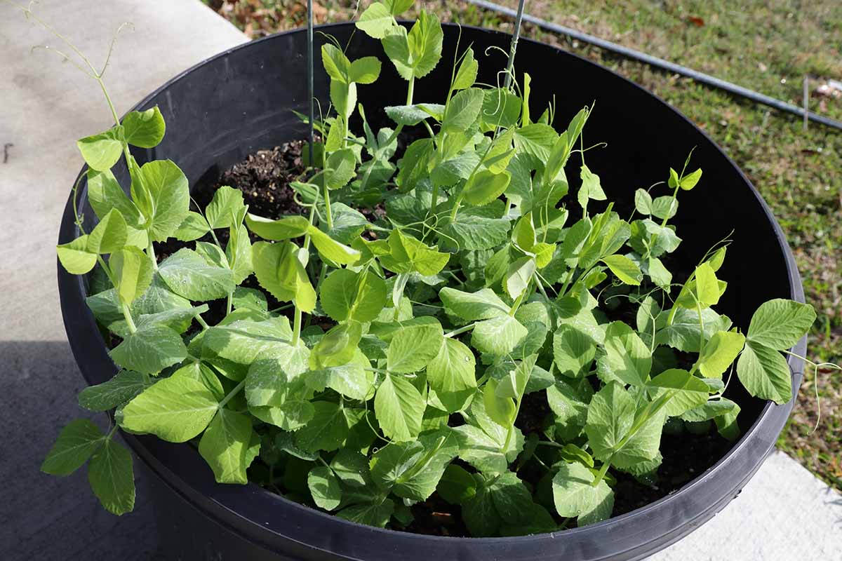 Gardeners_Path_'s tweet photo. Tips for Growing Peas in Containers - Peas are an easy, productive crop that can be grown in space-saving containers. Learn to grow a planter of your own to harvest throughout the season now on Gardener's Path. #containergarden #growyourown https://t.co/D9xm7x86yx https://t.co/eqTjyKvHsT