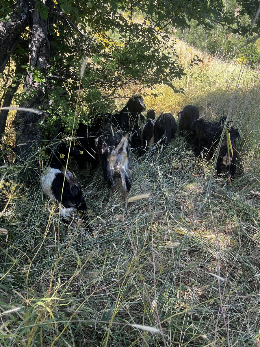 senerstern's tweet photo. Tunceli Hozat Ağırbaşak mezrasında yaşlı bir teyzemizin keçiler ve oğlaklar olmak üzere toplam 12/13 civarı küçük baş hayvanları kaybolmuştur bu konuda @sefikaygol @TunceliValiligi @TunceliAfad başta olmak üzere yardımına ihtiyaç vardır https://t.co/beAP4YwzkZ