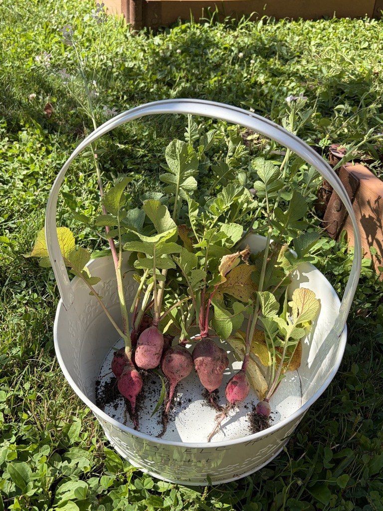 WWP_Schools's tweet photo. School might be out, but the Village School garden is always in season! 🌱 Fresh produce from the garden is shared with the JFCS of Greater Mercer County Food Pantry, helping nourish our community. A little piece of the Garden State, growing right here! 💚 #WWP #WWPRSD https://t.co/qf2A44R4Bj