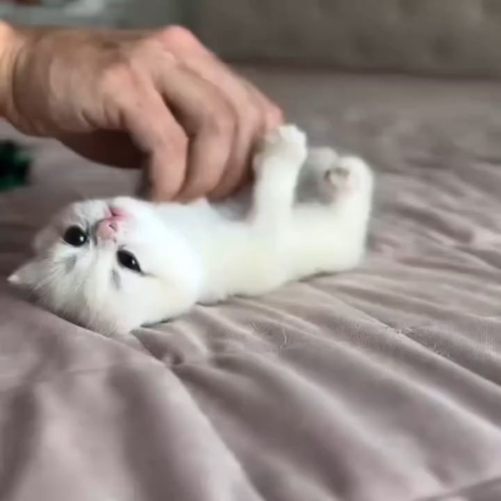 catsloversfeed_'s tweet photo. https://t.co/qzqNZ9DYrq
