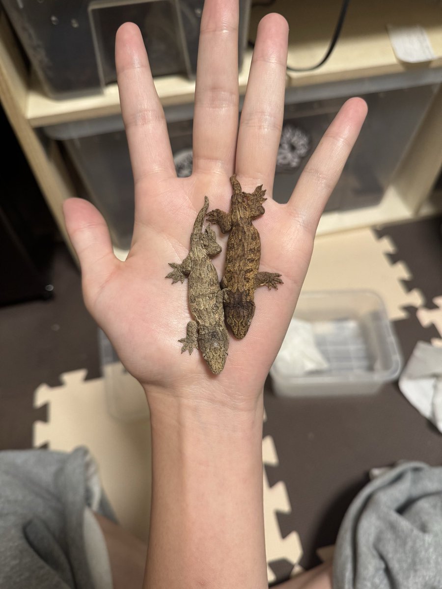 4yuReptiles's tweet photo. Hello world 🌍 https://t.co/iwiWe6Pylt