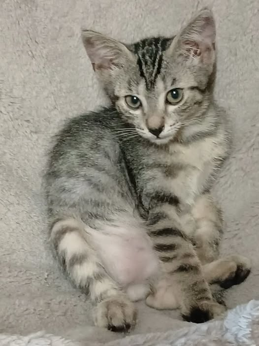 avataramg88's tweet photo. Luna, 2 mesi.
Preferibile adozione in coppia con uno dei fratellini o in contesto con altro micio giovane presente.
Sterilizzazione obbligatoria. Richiesto preaffido. Adottabile a Ferrara.
Info 338 497 0760 (mandate un mess. whatsapp con breve pres. e verrete ricontattati) https://t.co/kZqHbroSZc