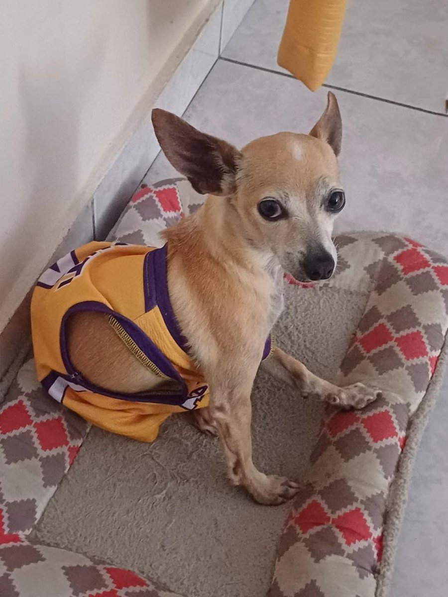 chelin_hig15's tweet photo. Hoy en mi día me regalaron una camiseta con el # del nombre que llevo, solo que en la tarde ya me quedaba como one shoulder...🐾
#DíaMundialDelPerro
#Kobe🐶 https://t.co/zUPJxeS3lq