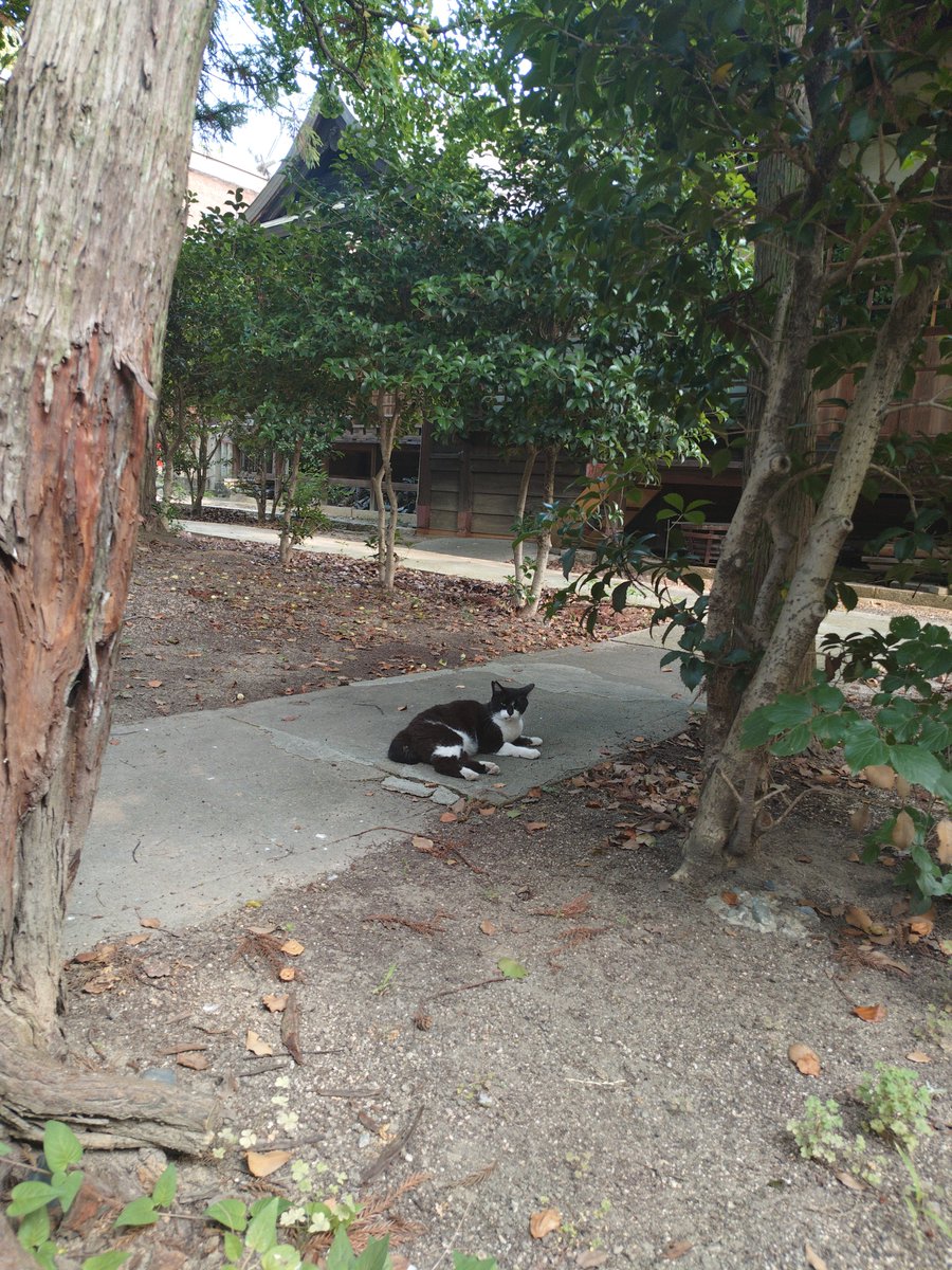imamura_gu's tweet photo. 出待ち？社務所を開ける頃には帰っていく猫さん。 https://t.co/s0TTBIy7WJ