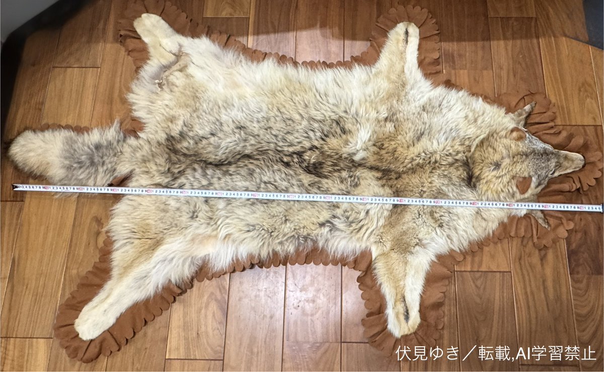 オオカミの毛皮の計測をしました。 頭胴長は125cm、尾長は36cm（毛を