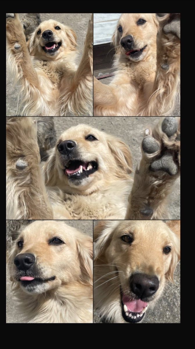 karinajarac's tweet photo. #diadelperro mi muñeca https://t.co/AO399M5dMO
